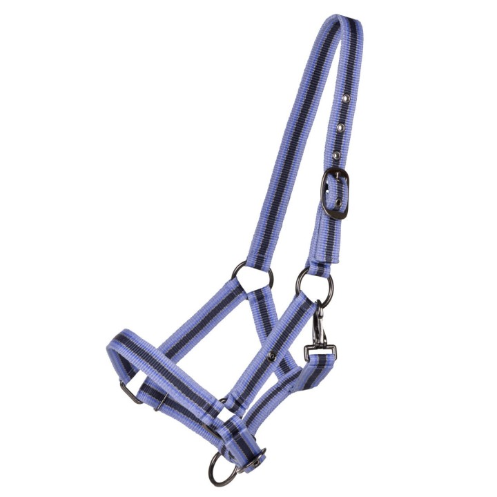 Licol de poulain collection pour cheval QHP