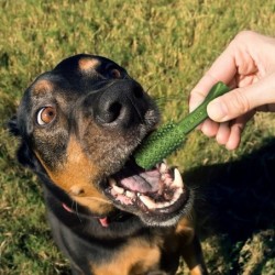 Set von 12 Hundespielzeugen Nylabone Nutri Dent Med TU