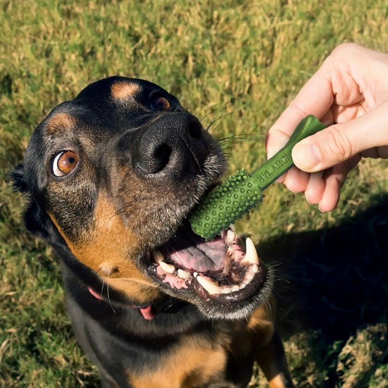 Set von 12 Hundespielzeugen Nylabone Nutri Dent Med TU
