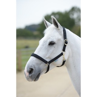 Halfter für Pferd Bucas Dublin