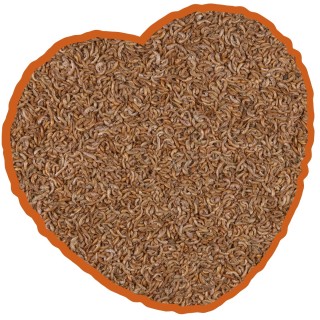 Futter für Gammarus-Schildkröten Duvoplus