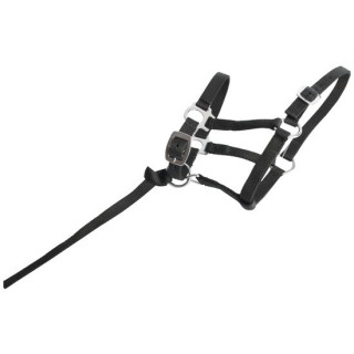 Fohlenhalfter T de T