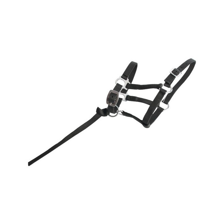 Fohlenhalfter T de T