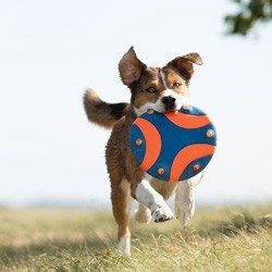 Chuckit! Frisbee Whistle Flight blau-orange, Durchmesser:  ca. 23 cm