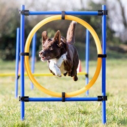 TRIXIE Reifen-Set Fun-Agility blau, Höhe: ca. 100 cm, Durchmesser:  ca. 60 cm