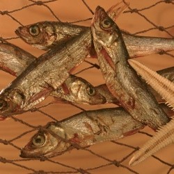 alsa-nature Baltik-Hering Kauartikel, 250 g, Länge: ca. 10 cm, Hundefutter