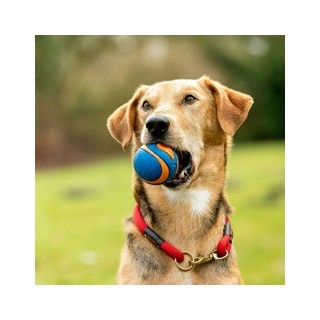 Chuckit! Hunde-Gummiball Ultra Squeaker blau, Gr. M, Durchmesser:  ca. 6 cm