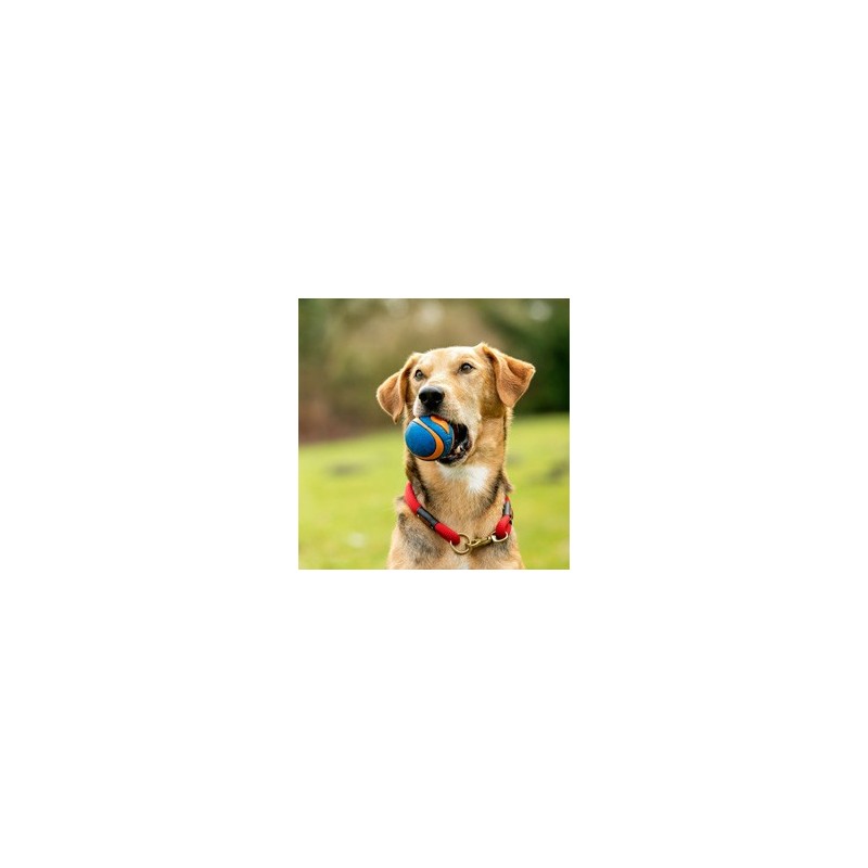 Chuckit! Hunde-Gummiball Ultra Squeaker blau, Gr. M, Durchmesser:  ca. 6 cm