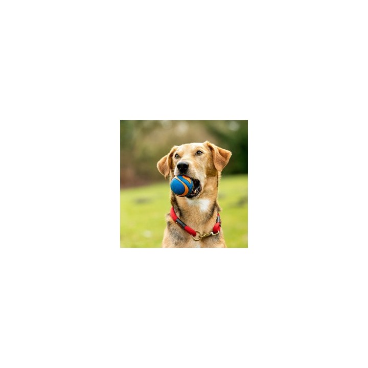 Chuckit! Hunde-Gummiball Ultra Squeaker blau, Gr. M, Durchmesser:  ca. 6 cm