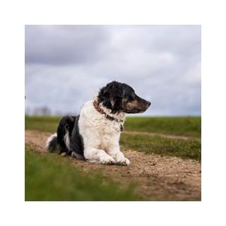 HUNTER Hundehalsband Solid Education Cord dunkelbraun/orange, Gr. 40, Breite: ca. 2 cm, Länge: ca. 30 - 36 cm