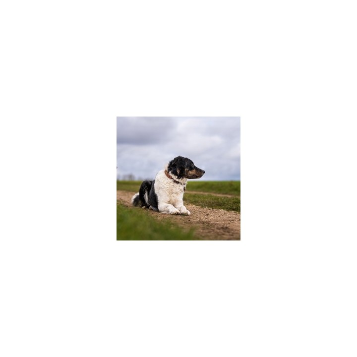 HUNTER Hundehalsband Solid Education Cord dunkelbraun/orange, Gr. 40, Breite: ca. 2 cm, Länge: ca. 30 - 36 cm