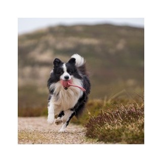 HUNTER Hundespielzeug Schleuderball Inari rot, Länge: ca. 20 cm, Durchmesser:  ca. 10 cm