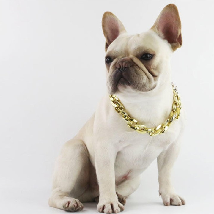 Französischer Kampfhund Bully Goldkette S und mittelgroßes Hundehalsband Haustier-Halskettenschmuck gold