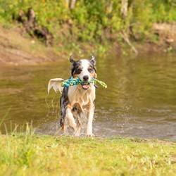 Hunde-Wasserspielzeug Tug Rope blau, Gr. S, Maße: ca. 38 x 5 x 5 cm