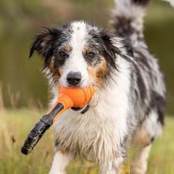 Hundespielzeug Griff-Ball schwarz, Länge: ca. 26 cm