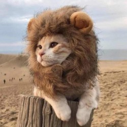 Katze Löwe Mähne Haustier Löwe Kostüm Haustier Löwe Haar Perücke für Hunde Katzen Haustiere S braun