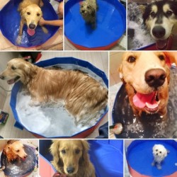 Blusea Faltbarer Haustierbadepool, zusammenklappbarer Hundepool, Haustierbadewanne, Pool für Hunde und Katzen 60X20cm