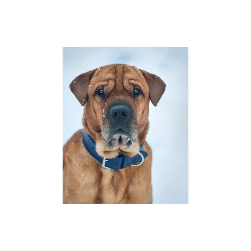 Ralph & Co Rimini Doppeltes Hundehalsband aus Leder X-Small nachtblau