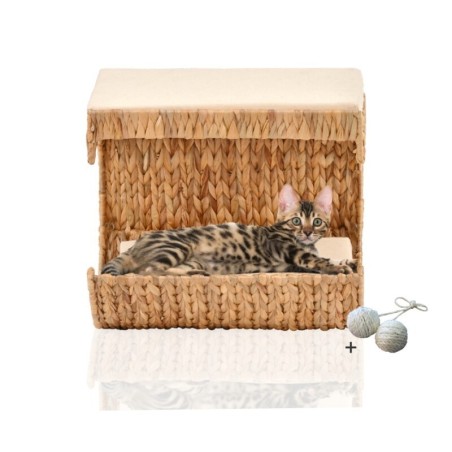 Rohrschneider ® Katzen Liegemulde Cäsar für Wandmontage, Kletterwand-Element mit Gratis-Spielballset