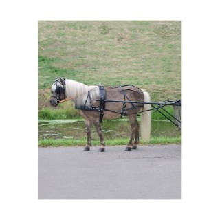 STAR Einspänner-Geschirr Economic Pony