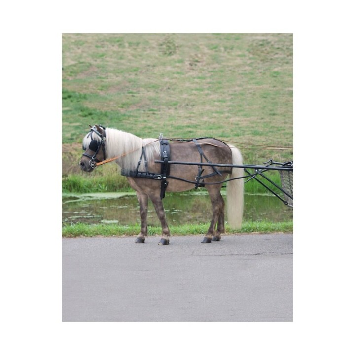 STAR Einspänner-Geschirr Economic Pony