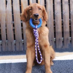 Hund Interaktives Training Haustier Spielzeug Ring Spike Ring Hund Bissfest Zähne Reinigung Heimtierbedarf blau