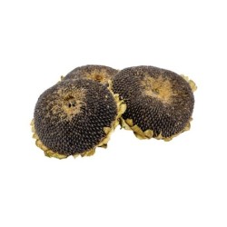 Getzoo Sonnenblumenkopf getrocknet - im ganzen (3 Stück)