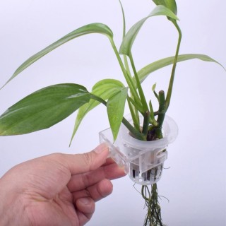 2 Stück Wasserpflanzenbecher, ausgehöhlt, wandmontiert, reduziert Nitrat, emerse Pflanze, Hydrokultur-Pflanzbecher, Aquarium-