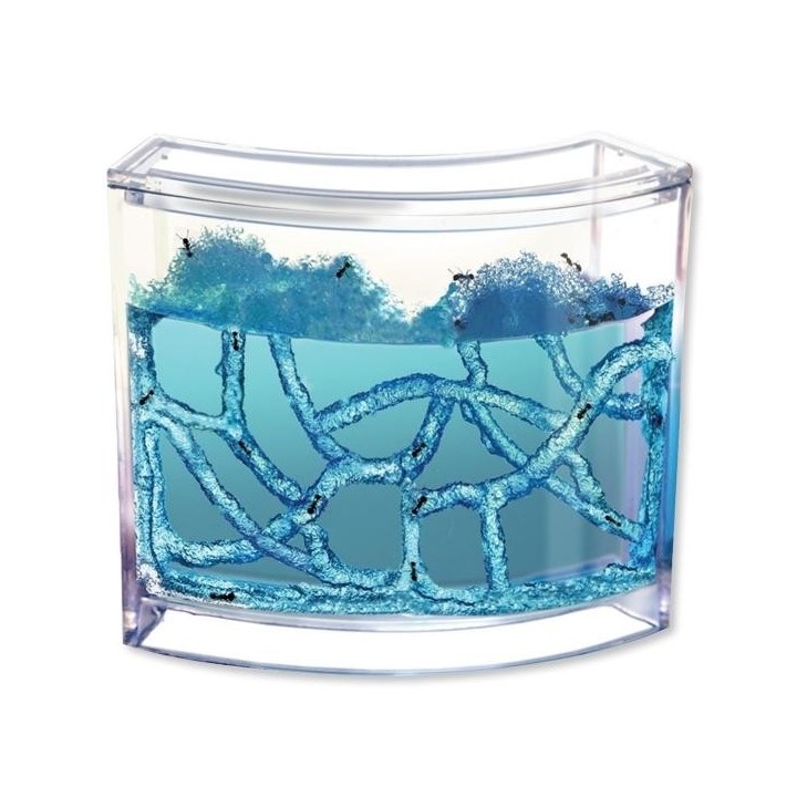 Natürliches Aquarium für Ameisenhaufen Evolutionsmedium für Ameisen Antwo