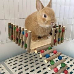 Haustier-Kaninchenstall, massiver Holzzaun, hölzerne Astplattform, niederländisches Schweineleiterpedal, Hamster-Chinchillas-