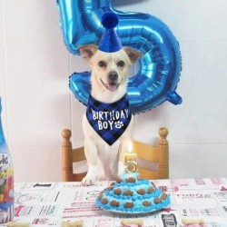 Hund Geburtstag Party Dekoration Set Haustier Dreieck Schal Nette Hut Schleife Kragen Hund Zubehör Geburtstag Dekoration Lief
