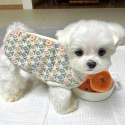 Herbst Winter Welpen Hund Weste Gestrickte Kleine Blume Weste Kleine Hund Warme Pullover Ins Wind Katze Zwei-legged Haustier