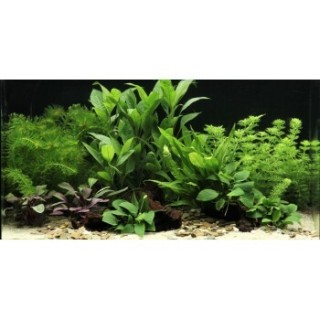 DENNERLE Wasserpflanzen-Set "60L mix basic"