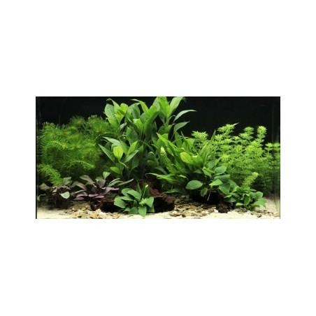DENNERLE Wasserpflanzen-Set "60L mix basic"