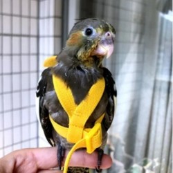 Vogelgeschirr-Leine mit langem Kabel, Anti-Biss-Trainingsseil, Vogel-Fluggeschirr-Leine, Anzug, dekorative Weste für kleine S