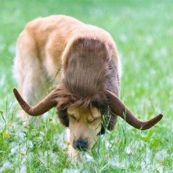 1 Polyester Haustier Horn Kopfbedeckung Hut Haustier Hund Katze Perücke Kopfschmuck Lustiges Anziehzubehör L