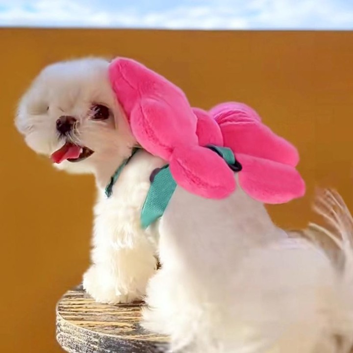 Haustier-Brustgurt mit Schleife, Zugseil, Hundeseil zum Spazierengehen, für Hunde und Katzen, zum Ausgehen, süße Schleife, Se