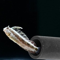 Aquarium Dekor Keramik Zylinder Höhle Rohr Haus Landschaft Ornament für Kleine Fische Garnelen Cichlid Versteck Ruhe Laichen