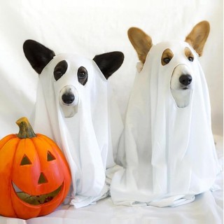 29x47 Zoll Halloween Gruseliges Hunde-Cosplay-Verkleidungs-Gruseliges dekoratives Haustierzubehör Umhänge Kopfbedeckung Haust