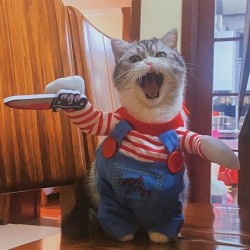 Halloween-Katze, lustiges Cosplay-Kostüm, Kätzchen, komische Outfits, Welpen-Kitty-Verkleidung, Party-Kleidung für kleine, mi