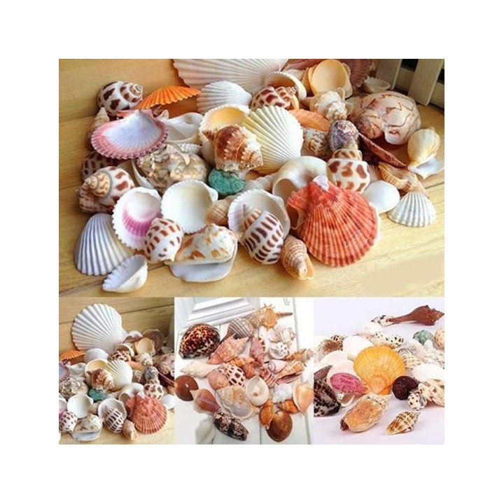 100 g gemischte Mischung aus Muscheln, Muscheln, Muscheln, Heimaquarium, nautisch