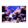 3D Effect Adhesive Coral Seaworld Poster for Aquarium Fish Tank Decoration 61 x 41cm