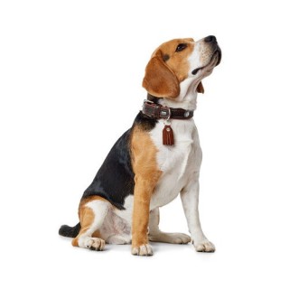 Hunter Hundehalsband - Größe 40