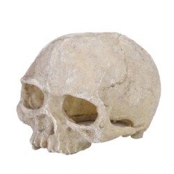 Harzkopf-Knochen-Schädel-Statue für Eidechsen, Schlangen, Spinnen, Skorpion, Höhle, Aquarium, Landschaftsbau