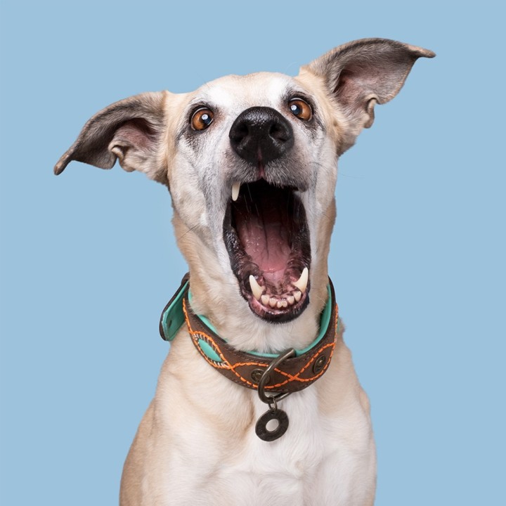 DWAM Halsband - Joplin - XS (2 cm)