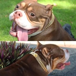 Robustes Hundehalsband mit Doppelkette, 2-reihig, goldfarben, kubanische Glieder, Edelstahl, Hundetrainingshalsband, Haustier