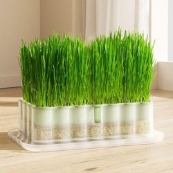 Sprießen Pflanzung Helfer Hydrokultur Sprießen Platte Gartenbau Werkzeug Katze Gras Gericht rosa