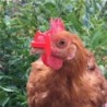 20 Stück Hühnerbrillen, Anti-Pick-Brillen, Fasanenbrillen, die Hühnerausrüstung M rot