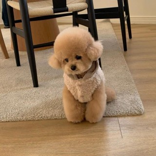 Herbst und Winter neue Haustier Spleißen Kapuzenweste Bichon Frise Pommerschen Chenille Teddy kleine Hunde Hund Katze Kleidun