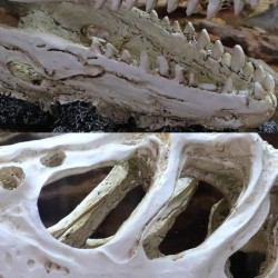Simulation Harz Dinosaurier Schädel Ornamente Diy Aquarium Aquarium Dekoration 2